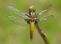 Broad-bodied Chaser Libellula depressa
