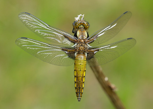 Broad-bodied Chaser Libellula depressa