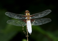 Broad-bodied Chaser Libellula depressa