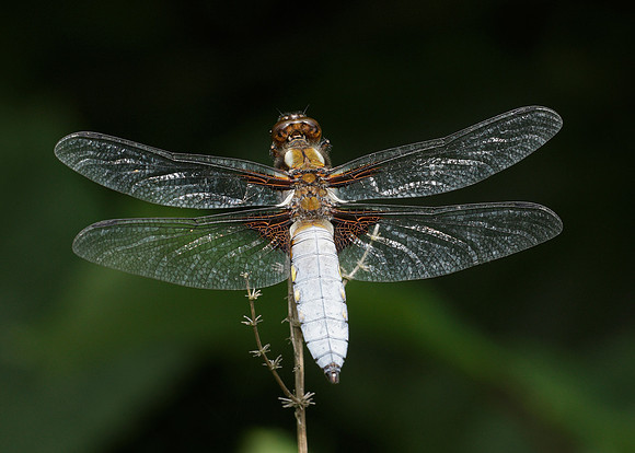 Broad-bodied Chaser Libellula depressa