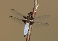 Broad-bodied Chaser Libellula depressa