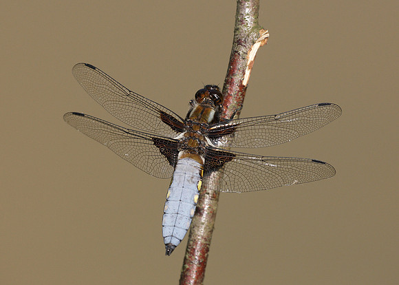 Broad-bodied Chaser Libellula depressa