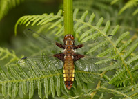 Broad-bodied Chaser Libellula depressa