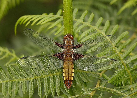Broad-bodied Chaser Libellula depressa