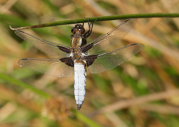 Broad-bodied Chaser Libellula depressa