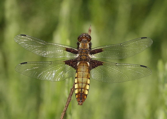 Broad-bodied Chaser Libellula depressa