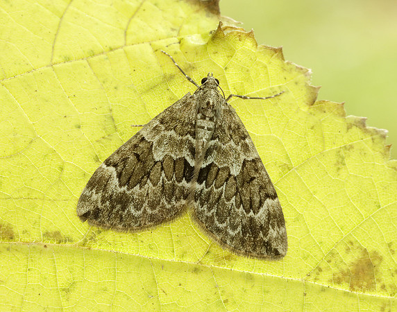 70.079 BF1769 Spruce Carpet Thera britannica