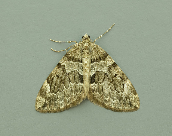 70.079 BF1769 Spruce Carpet Thera britannica
