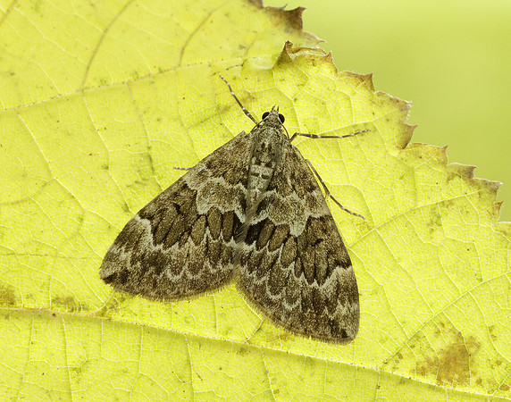 70.079 BF1769 Spruce Carpet Thera britannica