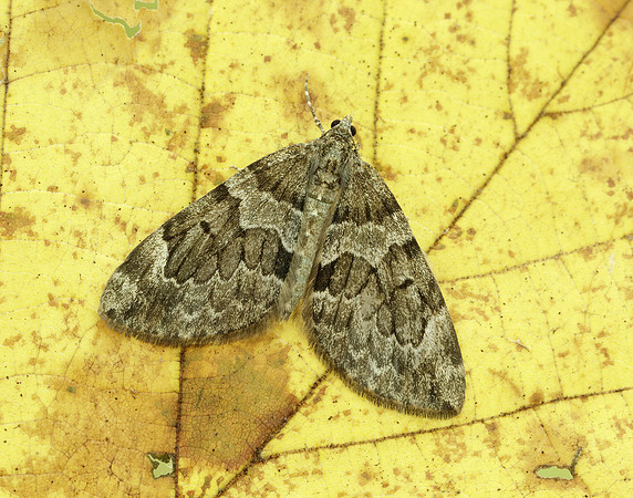 70.079 BF1769 Spruce Carpet Thera britannica