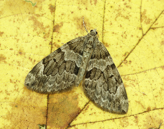 70.079 BF1769 Spruce Carpet Thera britannica