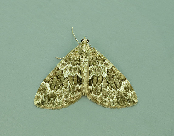 70.079 BF1769 Spruce Carpet Thera britannica