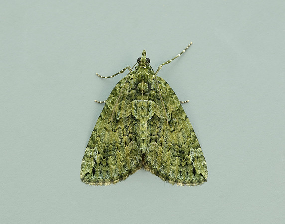 70.095 BF1760 Red-green Carpet Chloroclysta siterata