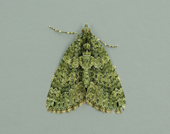 70.095 BF1760 Red-green Carpet Chloroclysta siterata