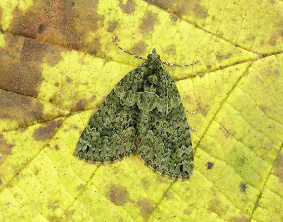 70.095 BF1760 Red-green Carpet Chloroclysta siterata