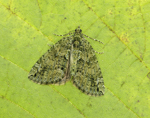 70.095 BF1760 Red-green Carpet Chloroclysta siterata