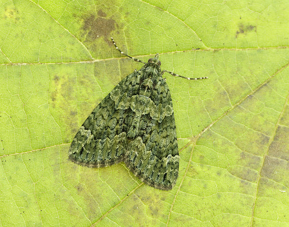 70.095 BF1760 Red-green Carpet Chloroclysta siterata