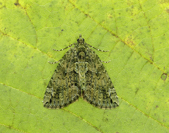 70.095 BF1760 Red-green Carpet Chloroclysta siterata