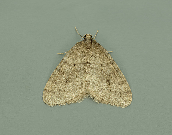 70.106 BF1799 Winter Moth Operophtera brumata