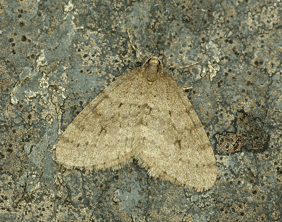 70.106 BF1799 Winter Moth Operophtera brumata
