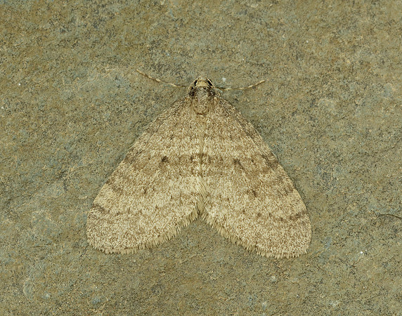 70.106 BF1799 Winter Moth Operophtera brumata