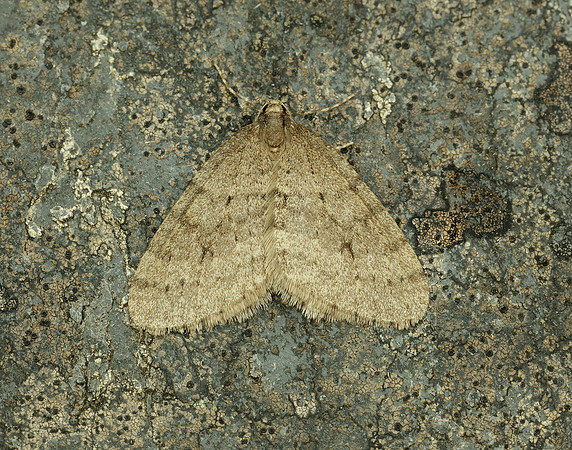70.106 BF1799 Winter Moth Operophtera brumata