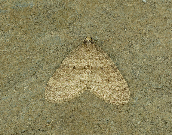 70.106 BF1799 Winter Moth Operophtera brumata