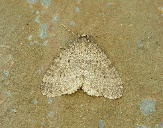 70.106 BF1799 Winter Moth Operophtera brumata