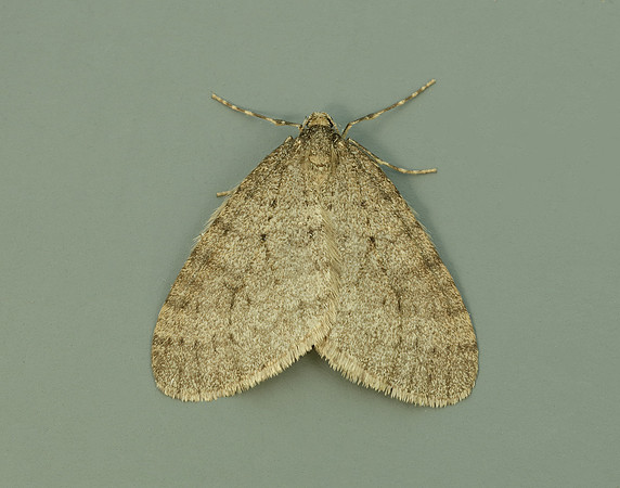 70.106 BF1799 Winter Moth Operophtera brumata