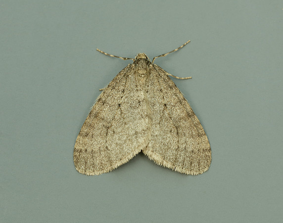 70.106 BF1799 Winter Moth Operophtera brumata