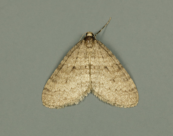 70.106 BF1799 Winter Moth Operophtera brumata