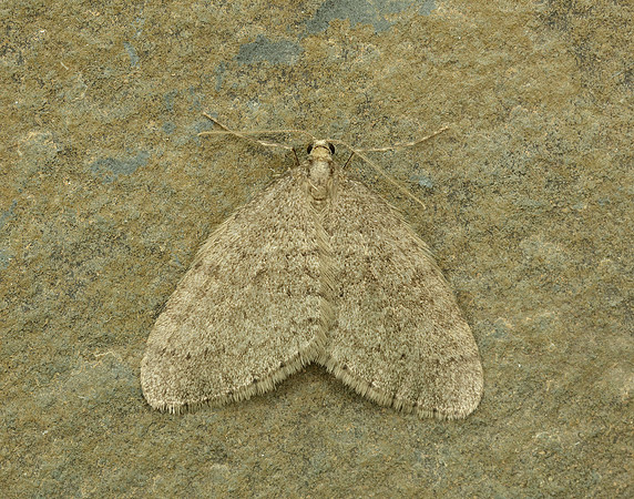70.106 BF1799 Winter Moth Operophtera brumata
