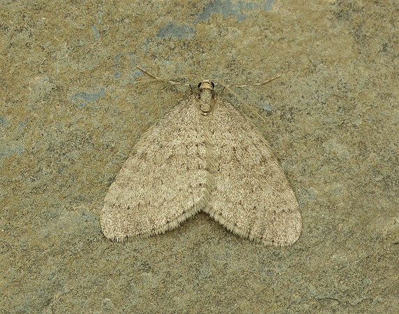 70.106 BF1799 Winter Moth Operophtera brumata