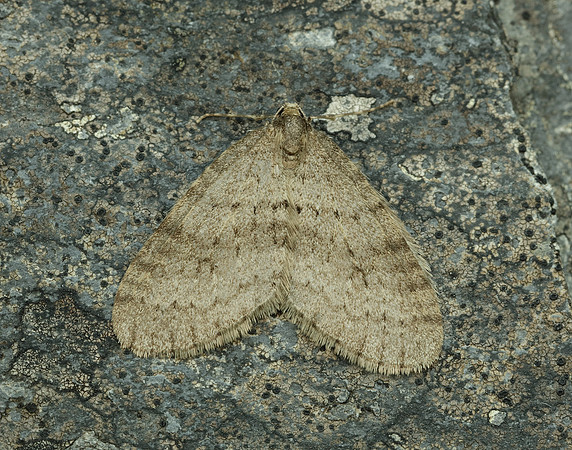 70.106 BF1799 Winter Moth Operophtera brumata