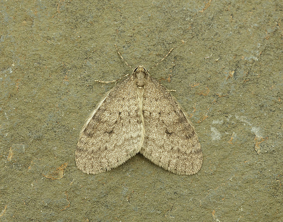 70.106 BF1799 Winter Moth Operophtera brumata