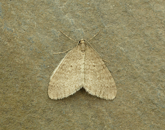 70.106 BF1799 Winter Moth Operophtera brumata
