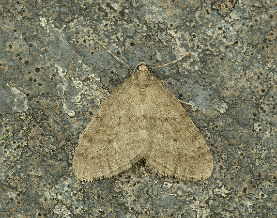 70.106 BF1799 Winter Moth Operophtera brumata