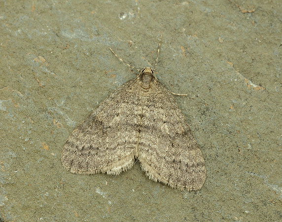 70.106 BF1799 Winter Moth Operophtera brumata