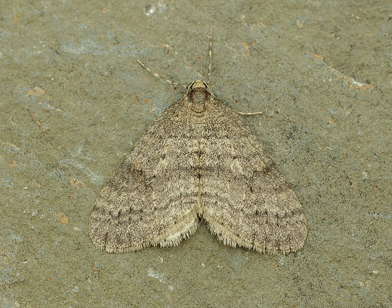 70.106 BF1799 Winter Moth Operophtera brumata