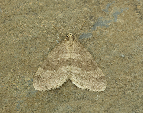 70.106 BF1799 Winter Moth Operophtera brumata