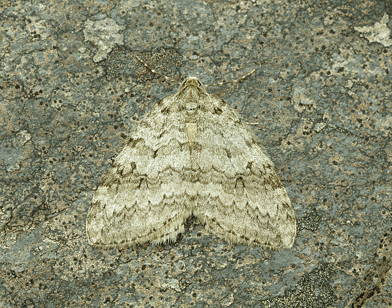 70.107 BF1795 November Moth Epirrita dilutata