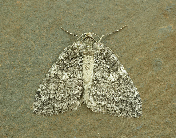 70.107 BF1795 November Moth Epirrita dilutata