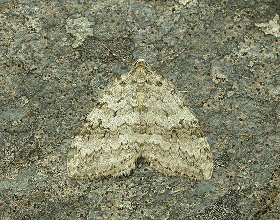 70.107 BF1795 November Moth Epirrita dilutata