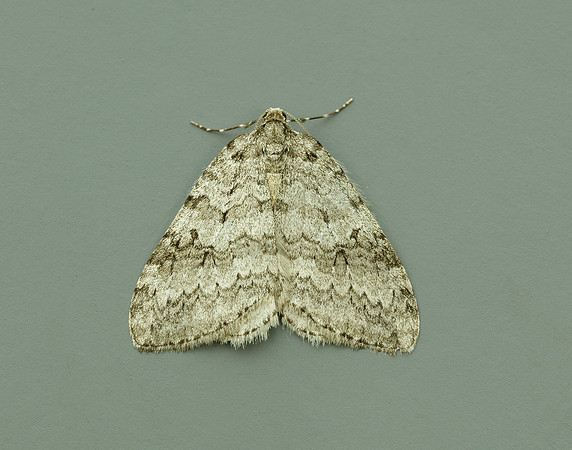 70.107 BF1795 November Moth Epirrita dilutata