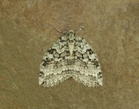 70.107 BF1795 November Moth agg Epirrita dilutata