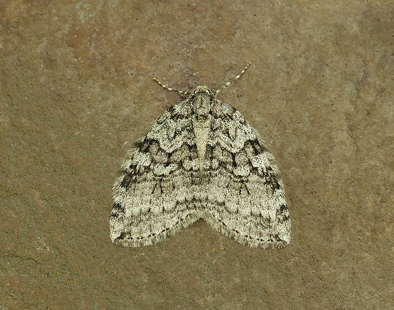70.107 BF1795 November Moth agg Epirrita dilutata