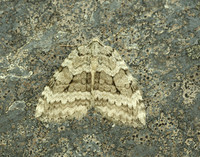 70.107 BF1795 November Moth agg Epirrita dilutata