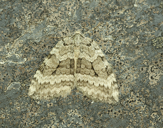 70.107 BF1795 November Moth agg Epirrita dilutata