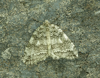 70.107-10 BF1795-98 November Moth agg Epirrita agg