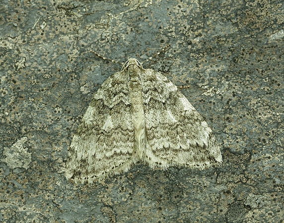 70.107 BF1795 November Moth agg Epirrita dilutata